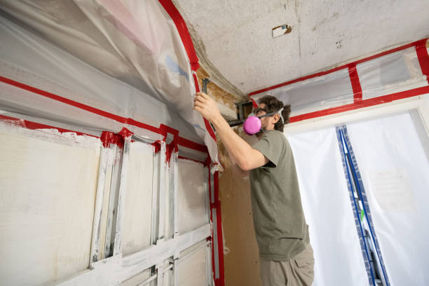 Best Basement Mold Removal  in Sheffield Lake, OH